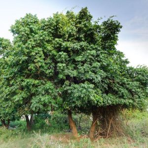 Natal Mahogany (Mdodoma)