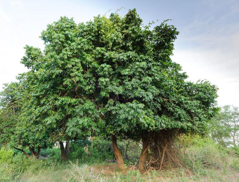 Natal Mahogany (Mdodoma)
