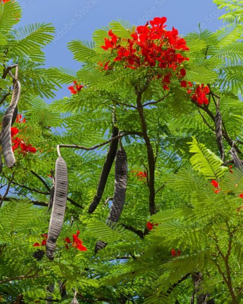 Flamboyant Tree (Mkakaya/Krismasi)