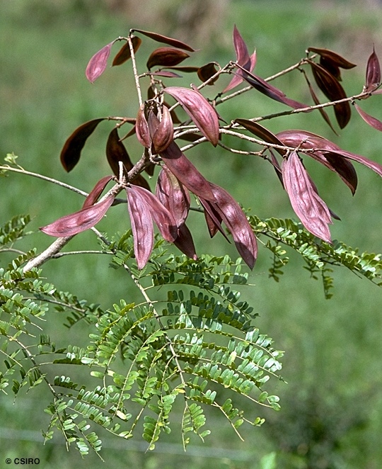 Copperpod Tree (Mpetrofola) - Image 2