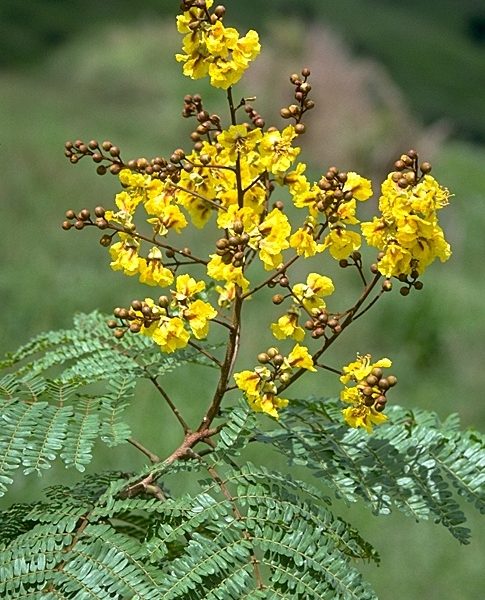Copperpod Tree (Mpetrofola)