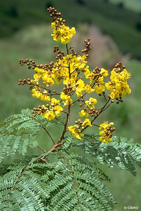 Copperpod Tree (Mpetrofola)
