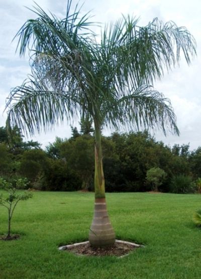 Royal Palm (Mnazi wa Kifalme)