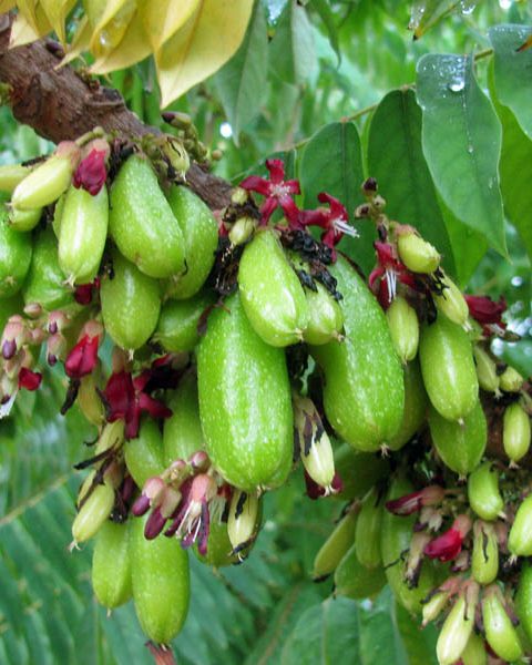 Bilimbi Tree (Mbilimbi)