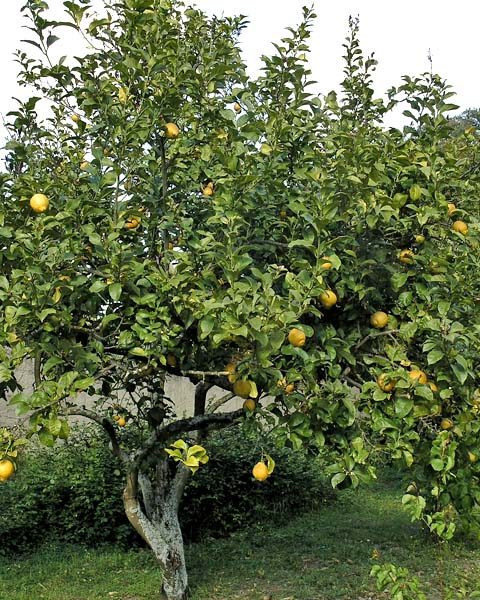 Lemon Tree (Limao)