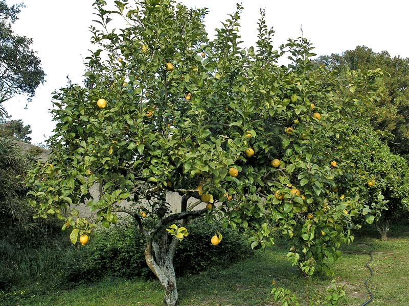 Lemon Tree (Limao)