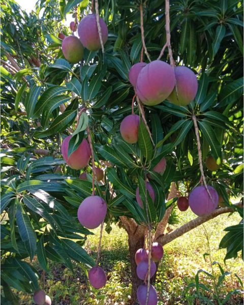 Mango Tree (Embe)