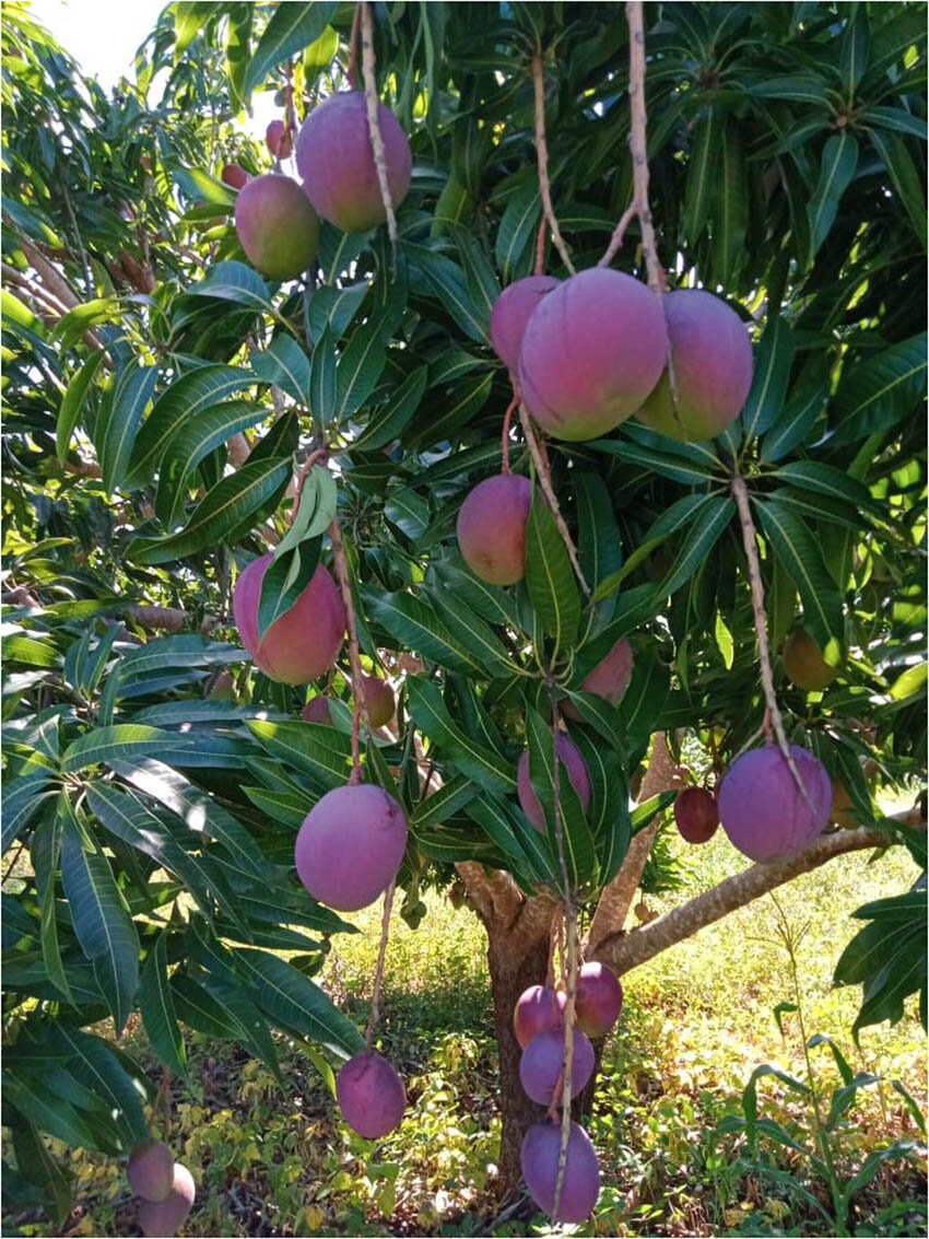 Mango Tree (Embe)