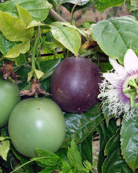 Passion Fruit (Passioni)
