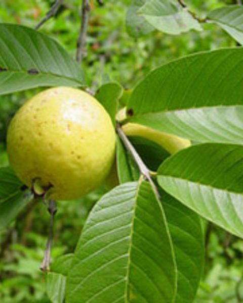 Guava Tree (Mpera)