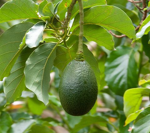 Avocado Tree (Mparachichi)
