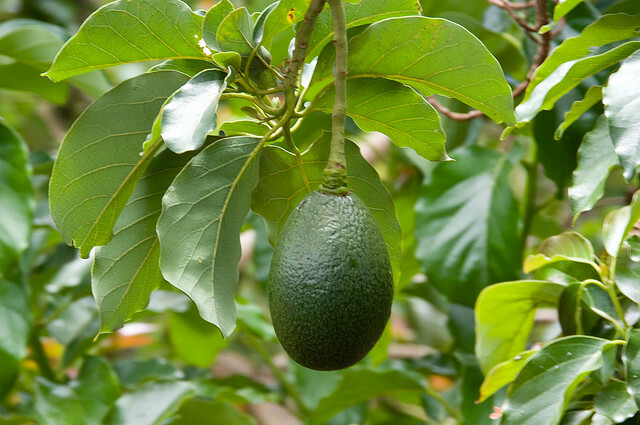 Avocado Tree (Mparachichi)