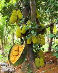Jackfruit Tree (Fenesi)