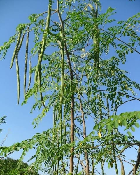 Moringa Tree (Mlonge)