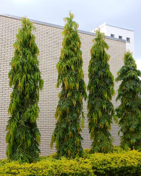 Ashok Tree (Ashoka)