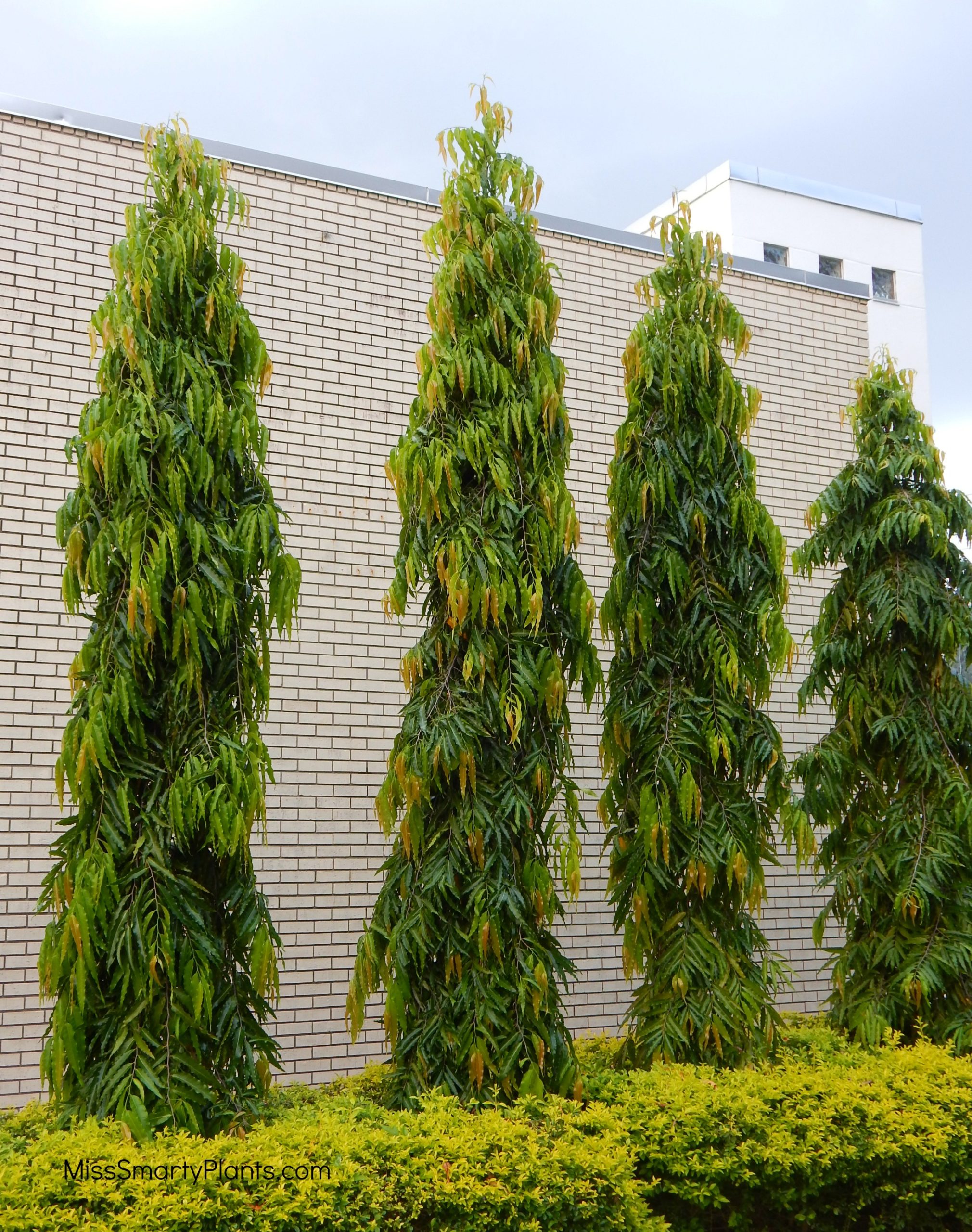 Ashok Tree (Ashoka)