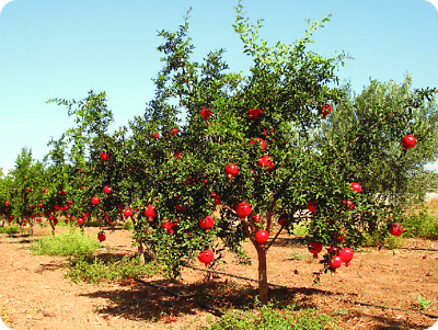 Pomegranate Tree (Komamanga)